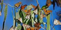 Monarch motýle počas migrácie