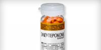 Eleutherococcus w tabletkach lub w postaci nalewki: cechy i co lepsze instrukcje użytkowania syropu Eleutherococcus