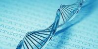 ¿Cómo se llama la sección del cromosoma en la que se encuentra el gen? Patrones de herencia.