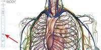 Mga aklat tungkol sa istraktura ng tao Atlas ng anatomya ng tao lahat ng mga organo ng katawan ng tao