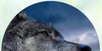 Prečo vlci snívajú: výklad z rôznych kníh snov Zranený vlk vo sne