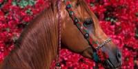 ما هو حلم الحصان الأسود وفقًا لكتب أحلام فانجا ميلر