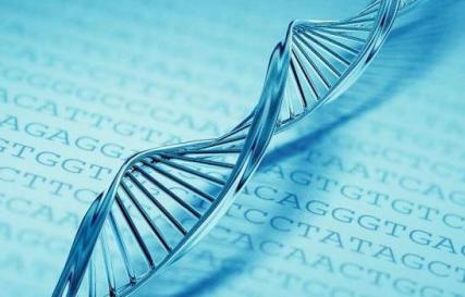 Як називається ділянка хромосоми в якій розташований ген - закономірності успадкування