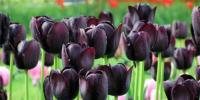 Kvety s príbehom: História názvov kvetov tulipánov