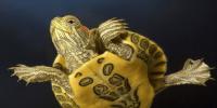 Экзотическое животное — мускусная черепаха Размножение и продолжительность жизни мускусной черепахи